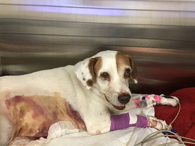 Candy's Story Was Featured on Advanced Veterinary Care Center's Blog!