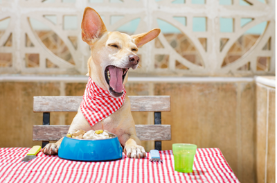 5 Great Super Foods for Your Dog's Optimal Health