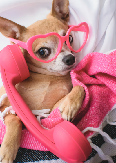 How To Understand What Your Dog Is Trying To Tell You