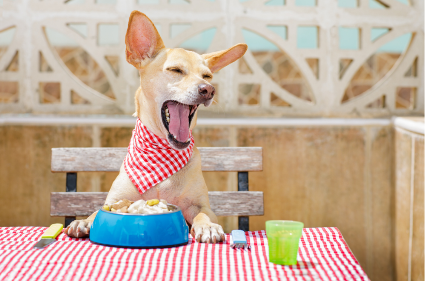5 Great Super Foods for Your Dog's Optimal Health