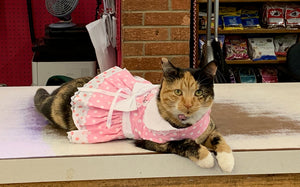 Pink Polka Dot and Lace Dog Dress Set with Leash