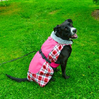 Alpine All-Weather Dog Coat - Raspberry Plaid
