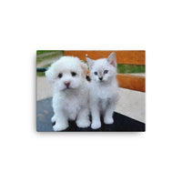 Maltese Puppy and White Kitten Canvas Art
